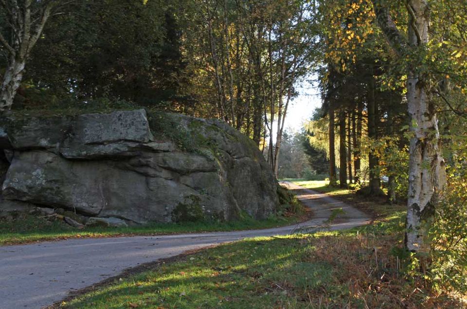 Wooded lane by the site