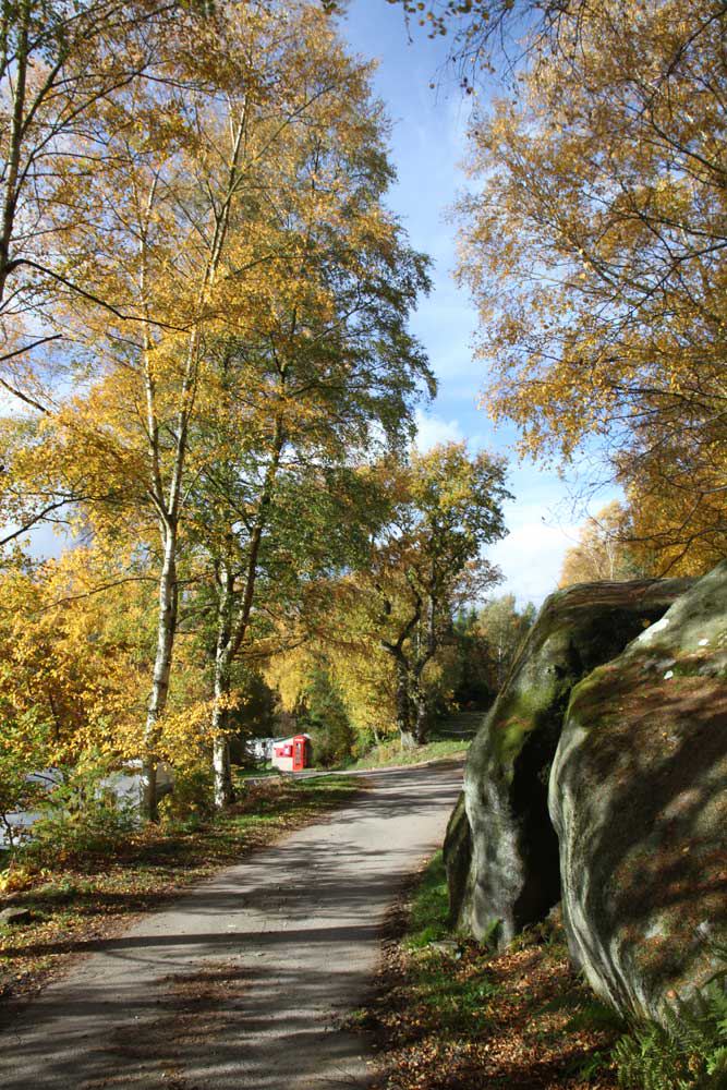 Lane through the birch trees