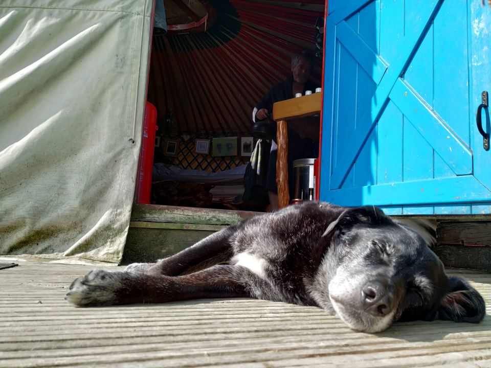 Dog resting by a yurt door