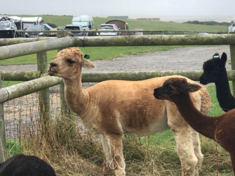 Alpacas by the camping field
