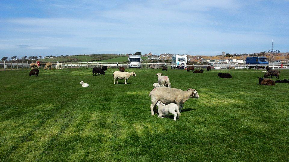 Sheep in the field