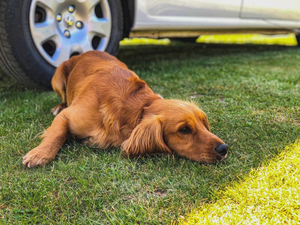 Dog resting on the grass