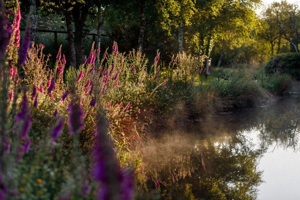 Lakeside planting