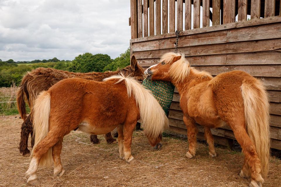 Ponies at the pets corner
