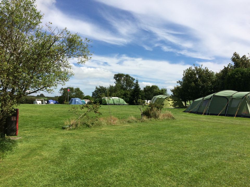 Tents in the field under the trees