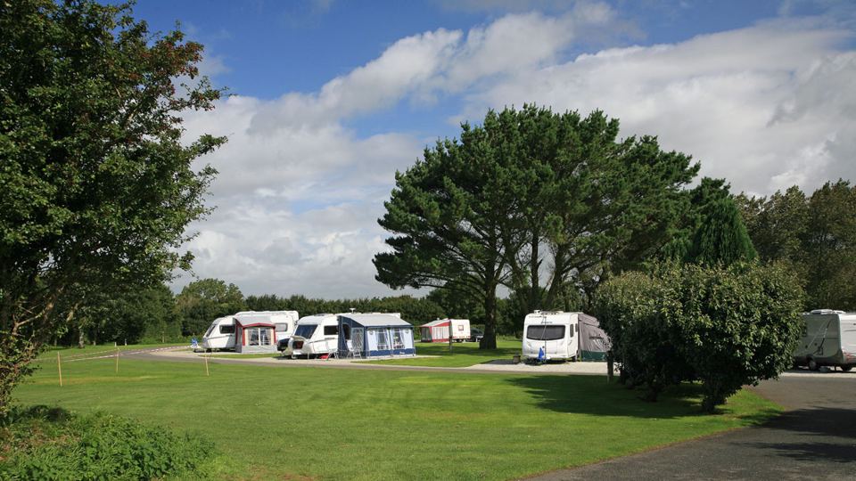 Caravan pitches beside a large tree