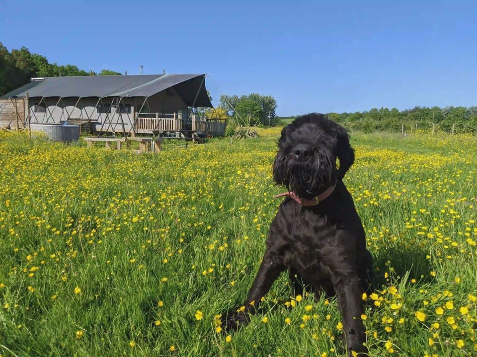 Dog in the meadow by a tent
