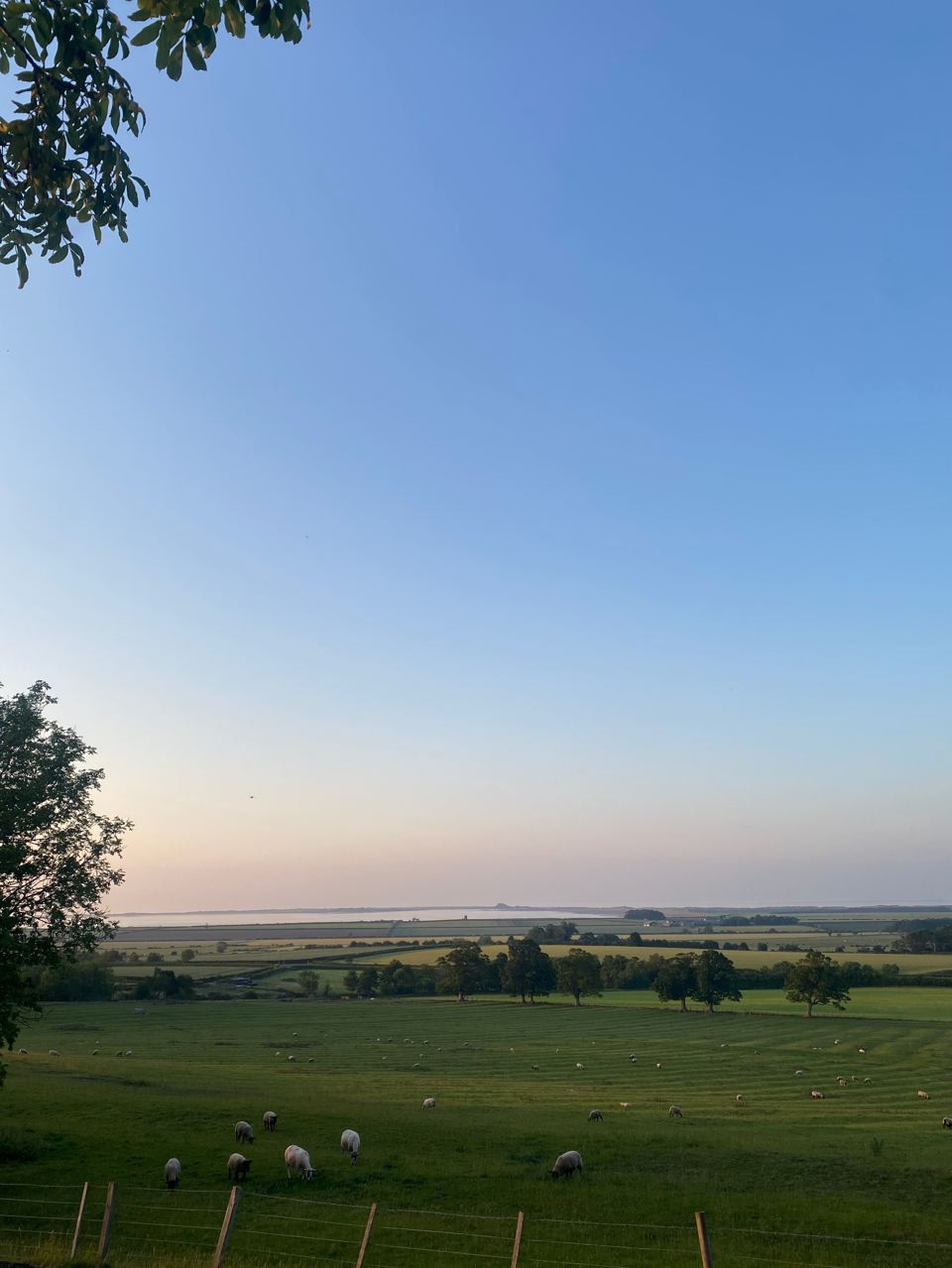 Sheep fields at dusk