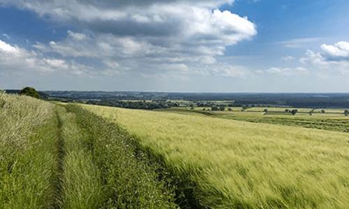Fenland fields nearby