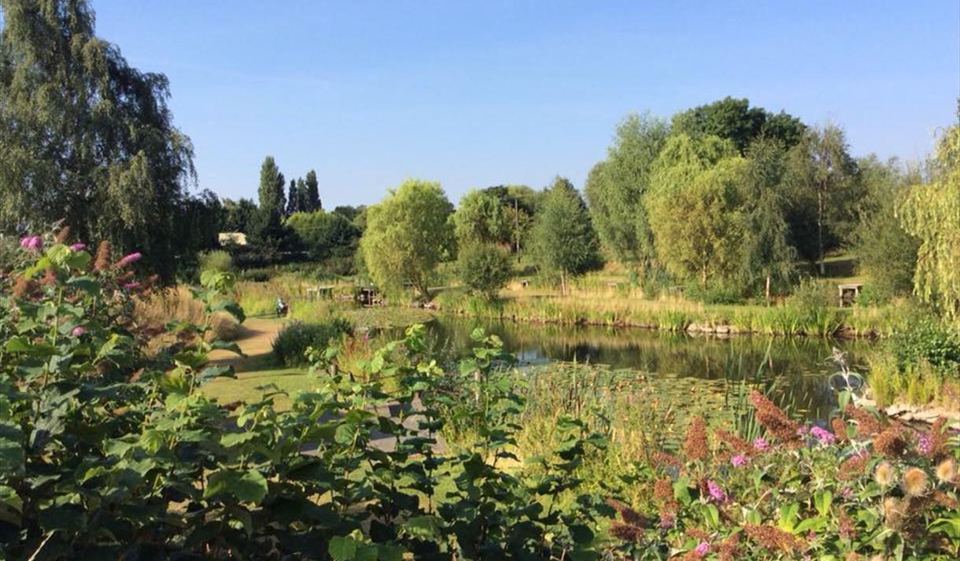 Pond among the planting