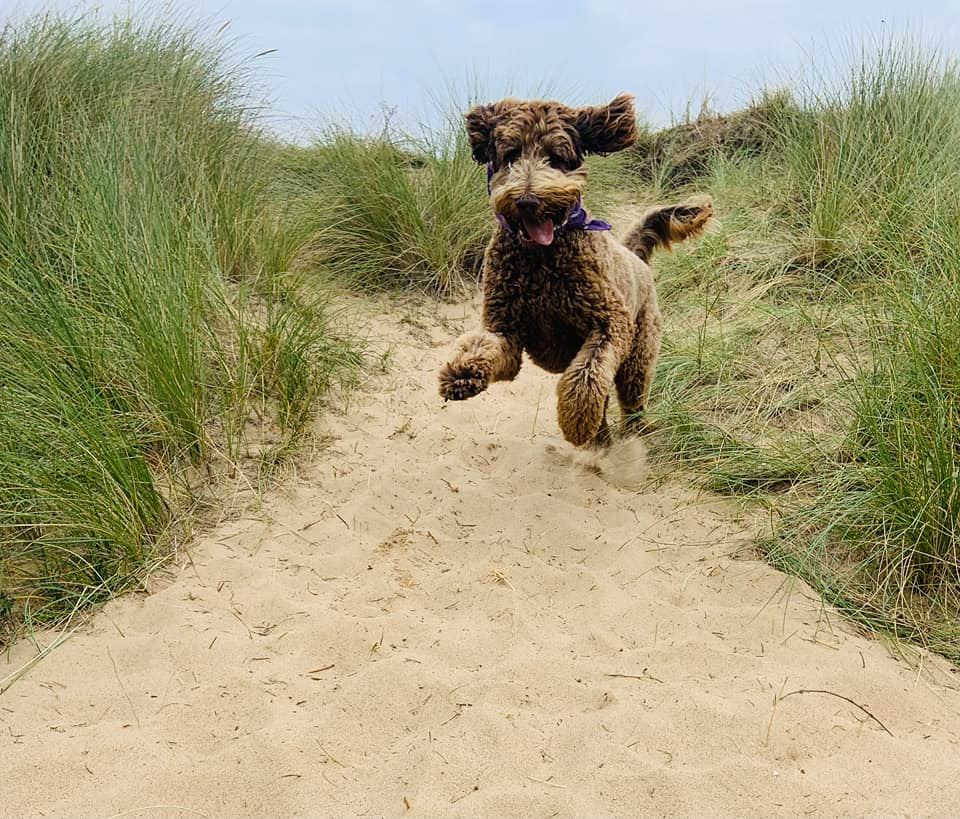 Dog running through the dunes