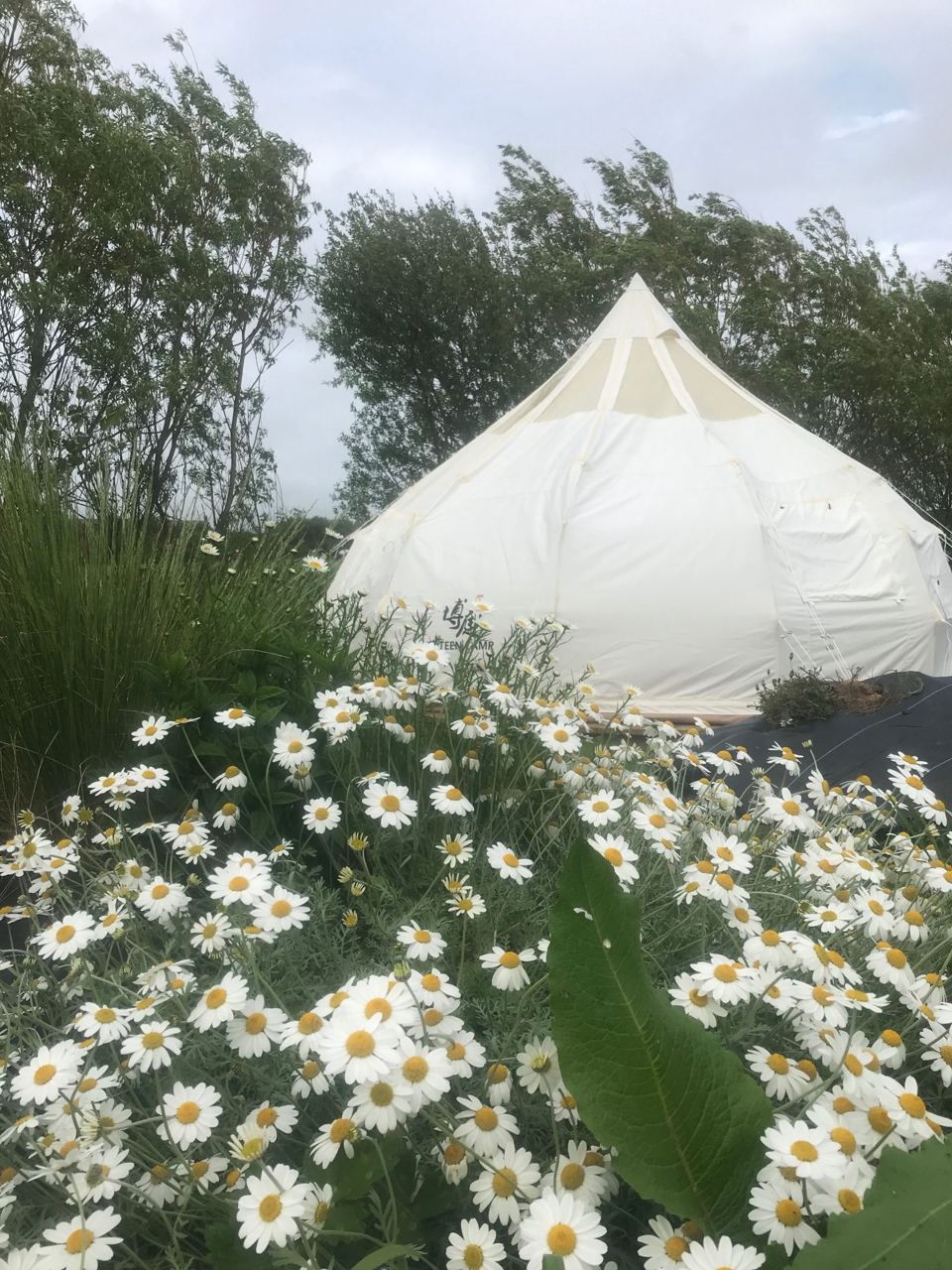 Bell tent behind daisies