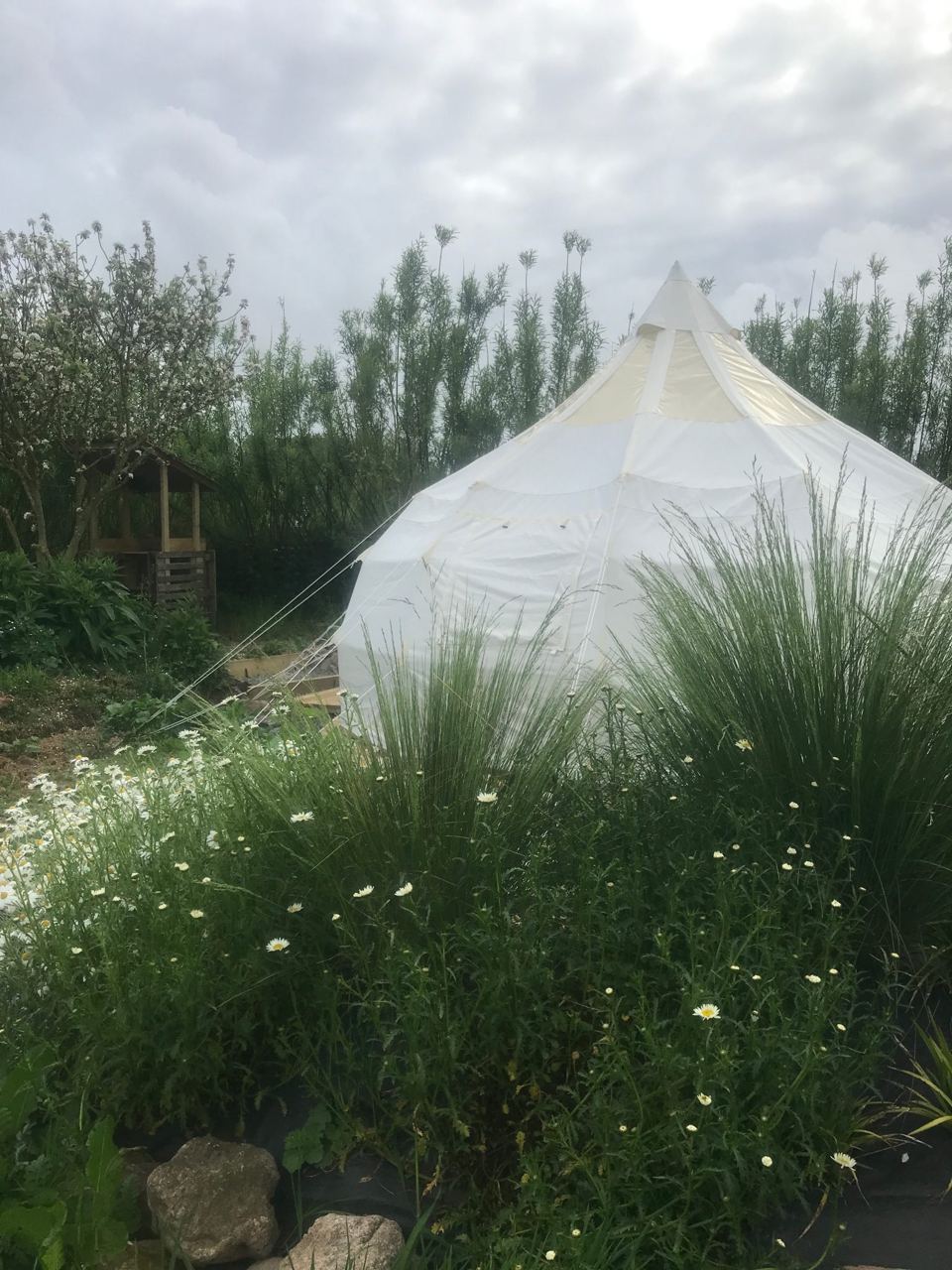 Bell tent among long grass