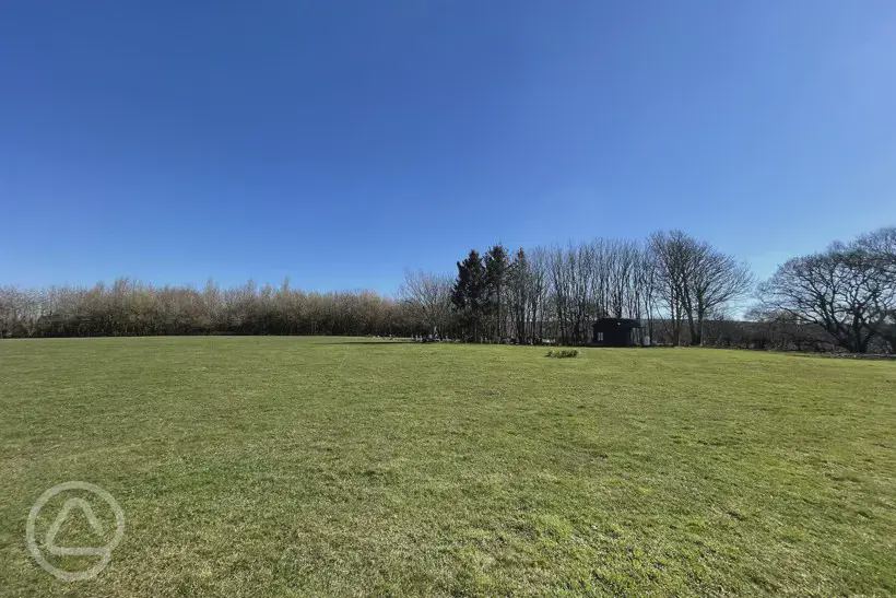 Field with trees on the far side