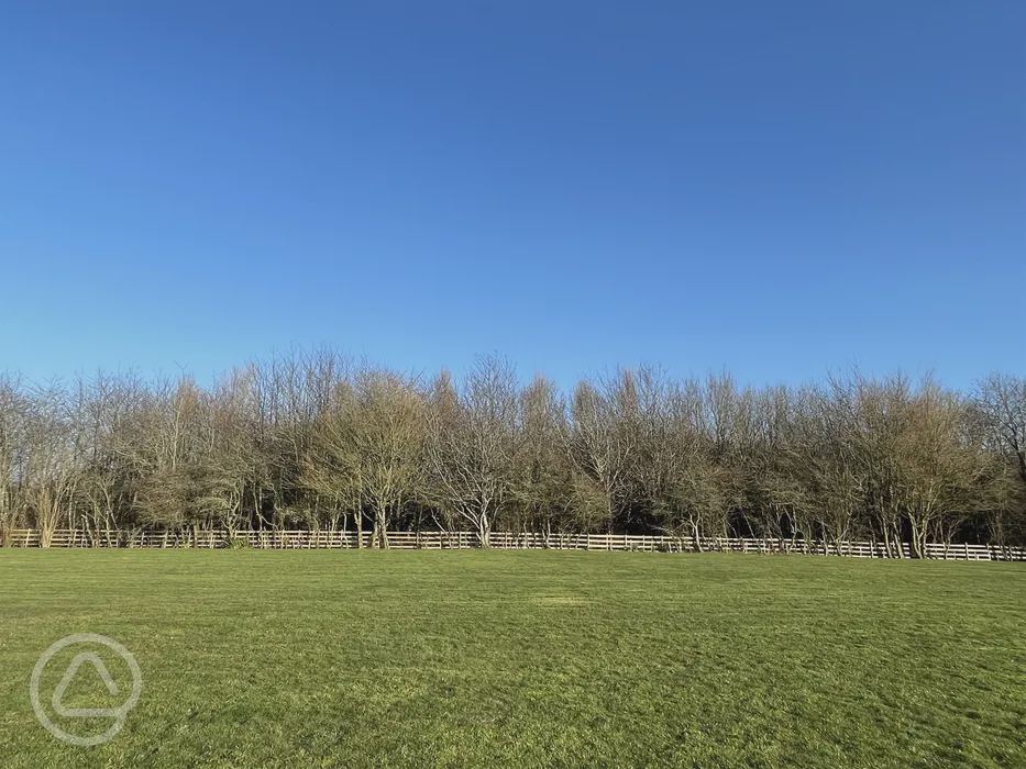 Grass field by the trees