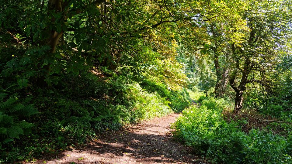 Woodland path