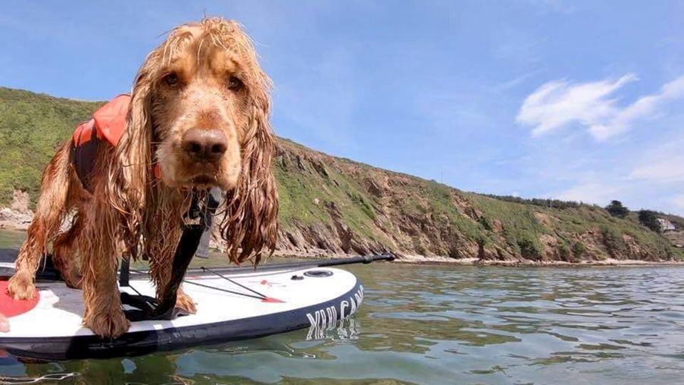 Dog on a paddleboard by the cliffs