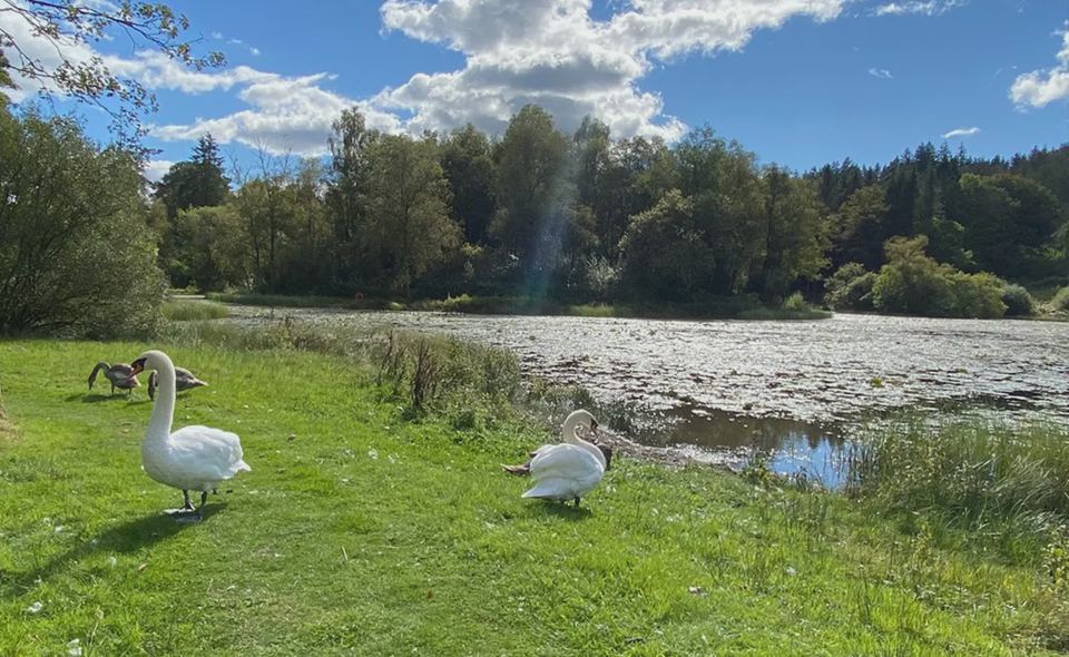 Swans on the lake