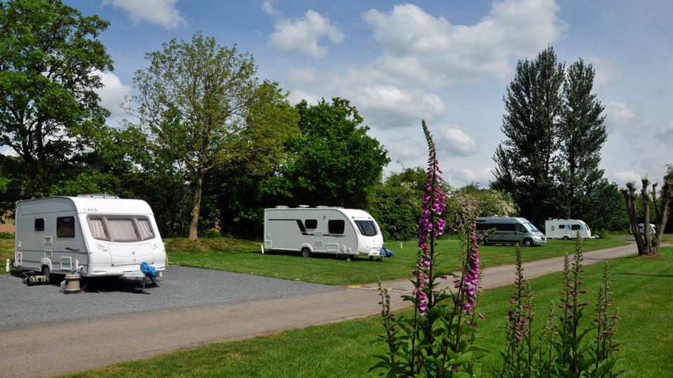 Caravan pitches with foxgloves