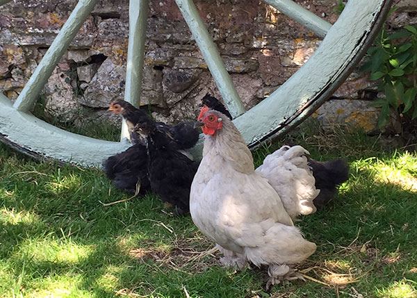 Free-range chickens