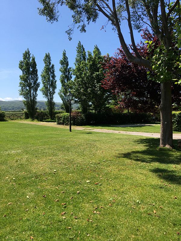 Grass field with hedge and trees