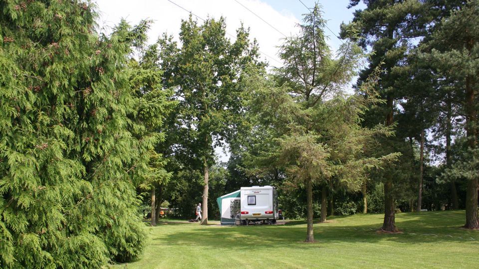 Pitch among conifers
