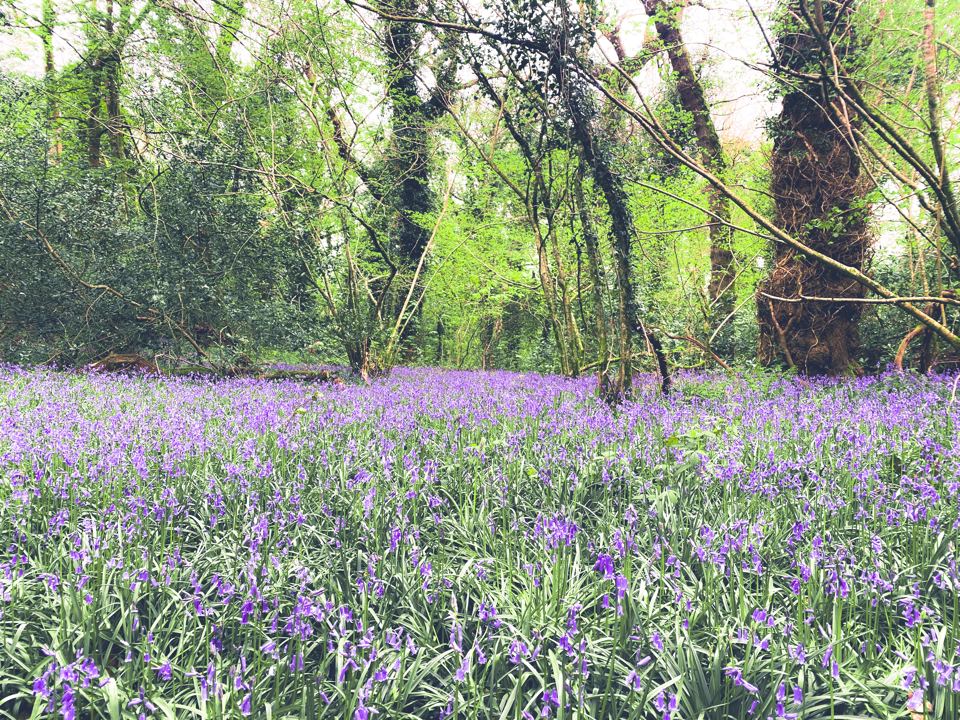 Bluebells in the woods