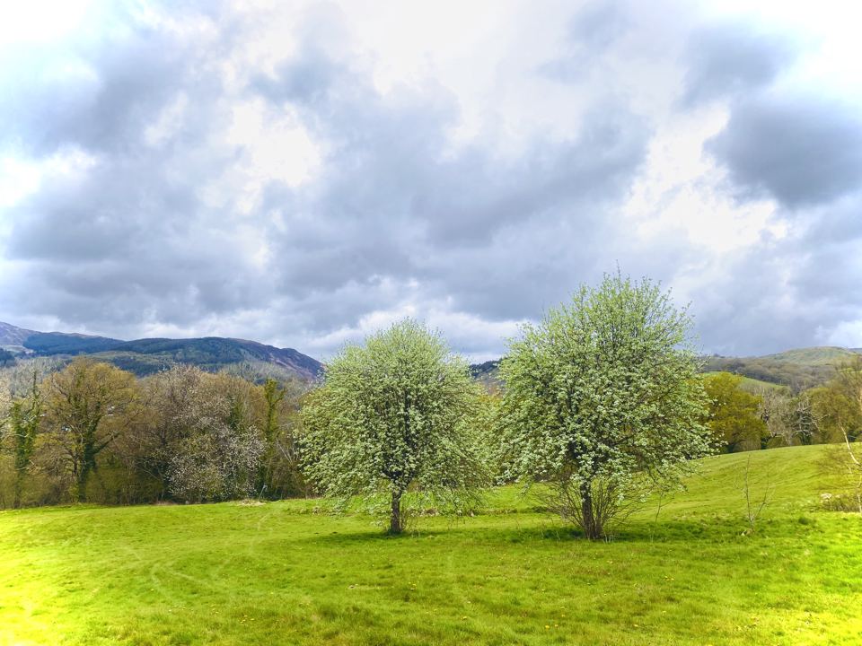 Grass with mountains behind
