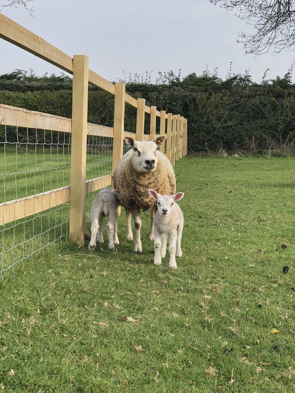 Ewe and lambs on the farm