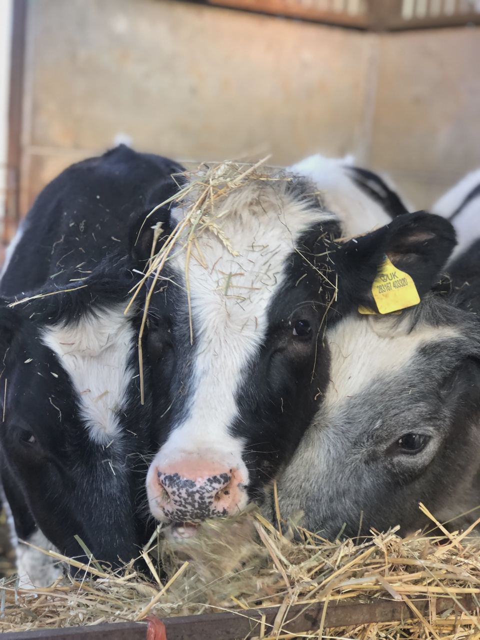 Calves in the barn