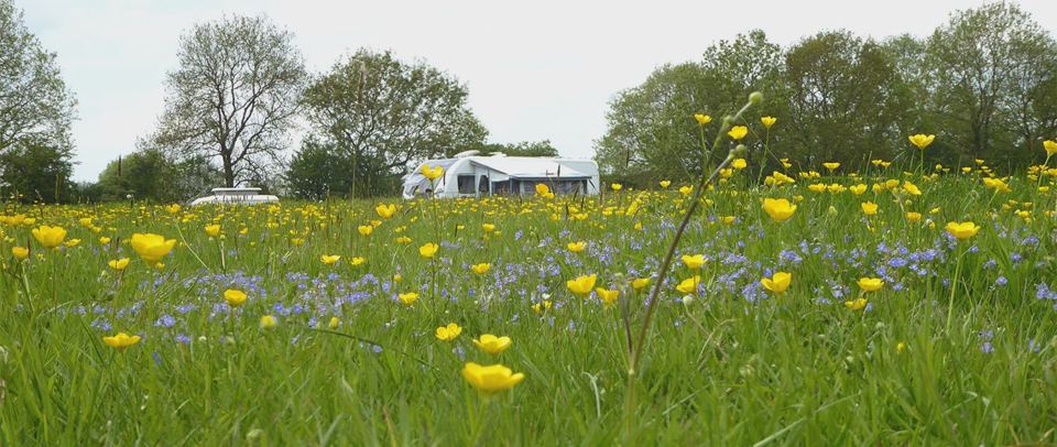 Meadow beside the site