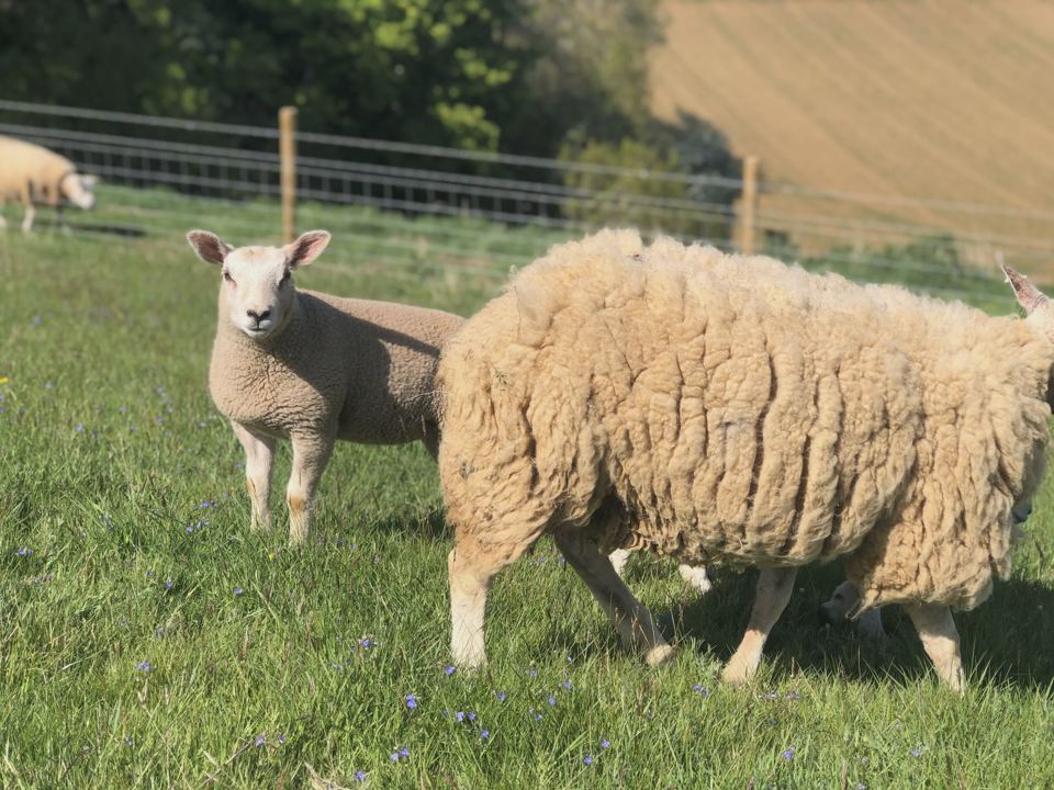 Sheep on the farm