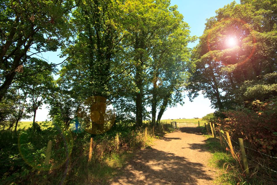 Woodland footpath