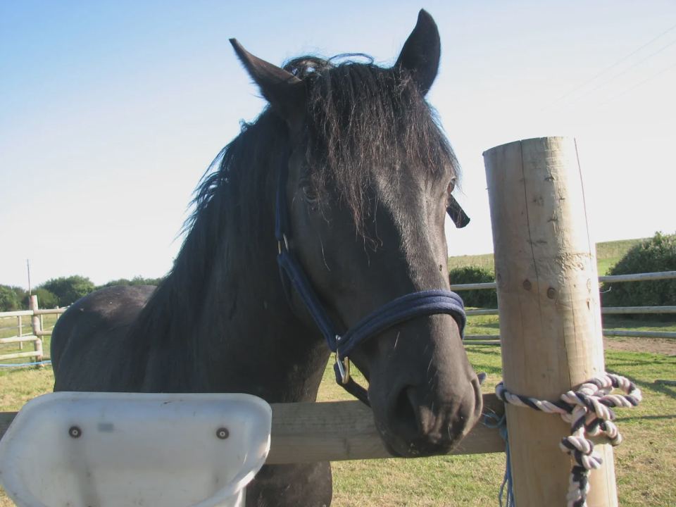 New Forest pony on the farm