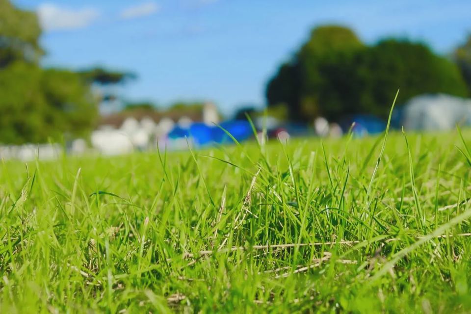 Grass pitches and tents
