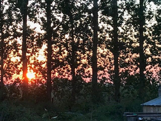 Sunset through the trees