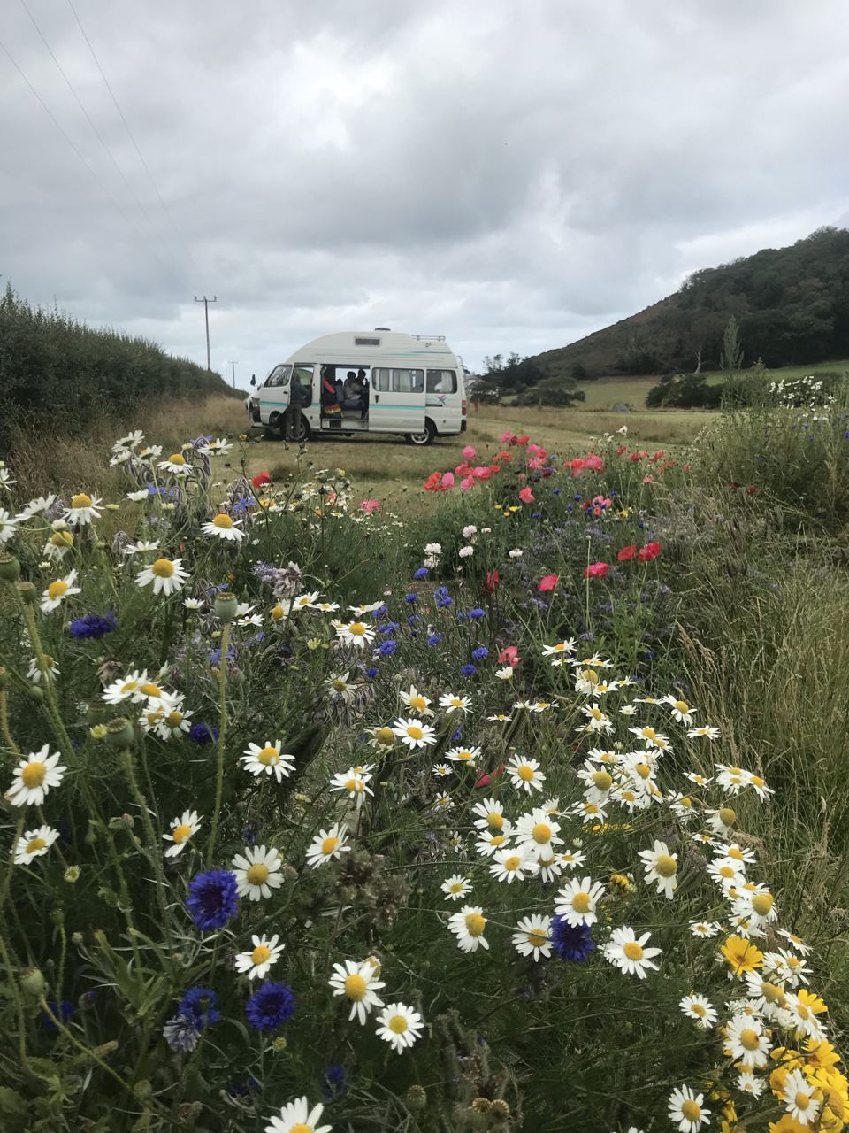 Campervan among wildflowers