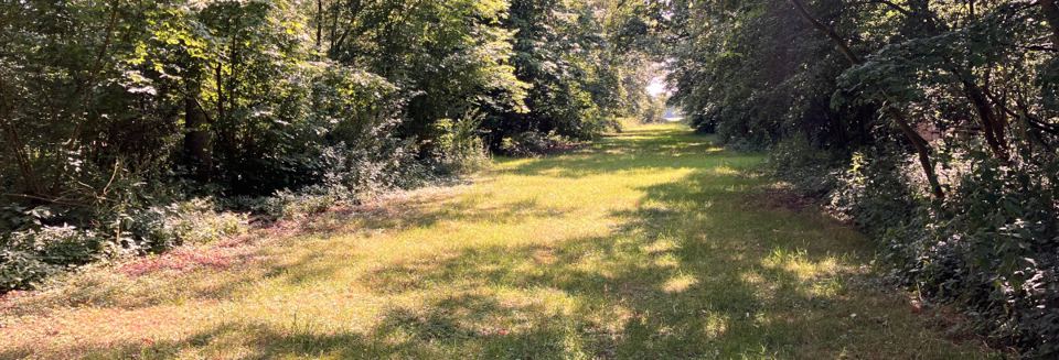 Grassy avenue through the wood