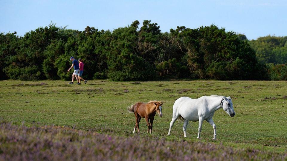 Ponies on the heath