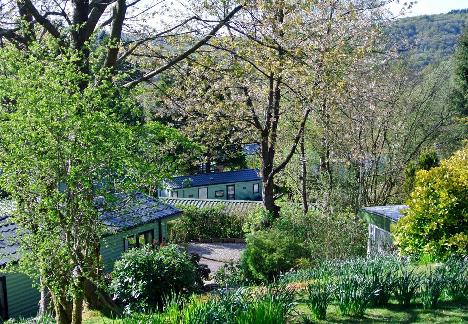 Caravans among the trees