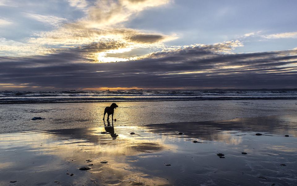 Dog on the beach at sunset