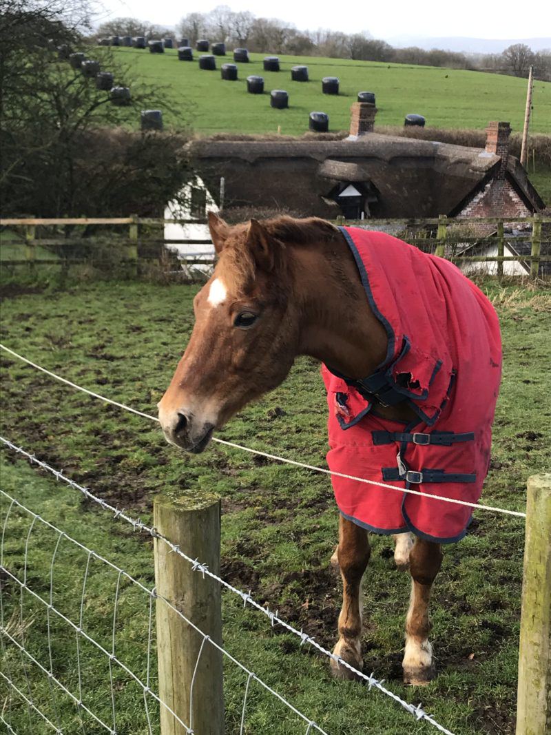 Horse in the paddock