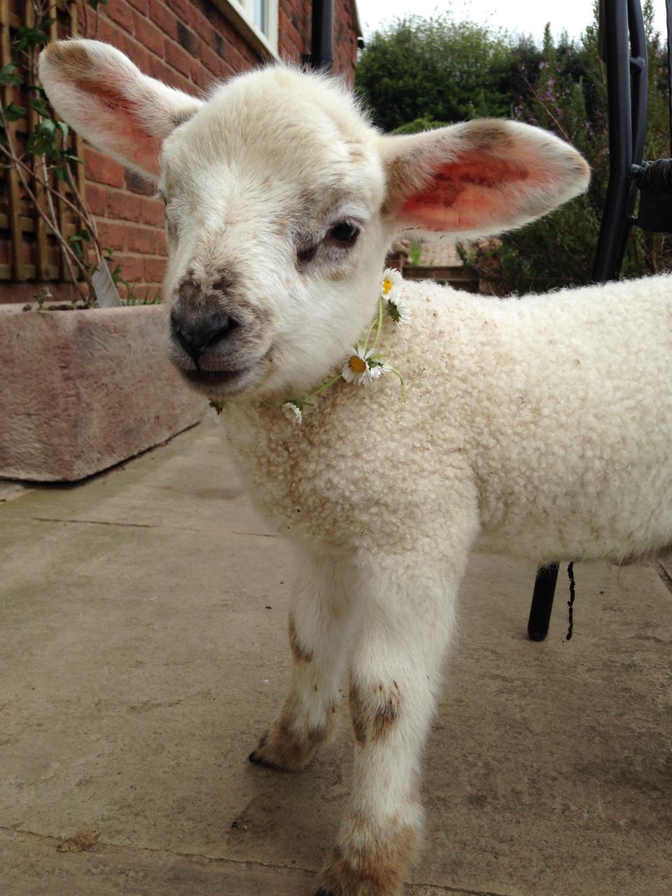 Lamb on the farm