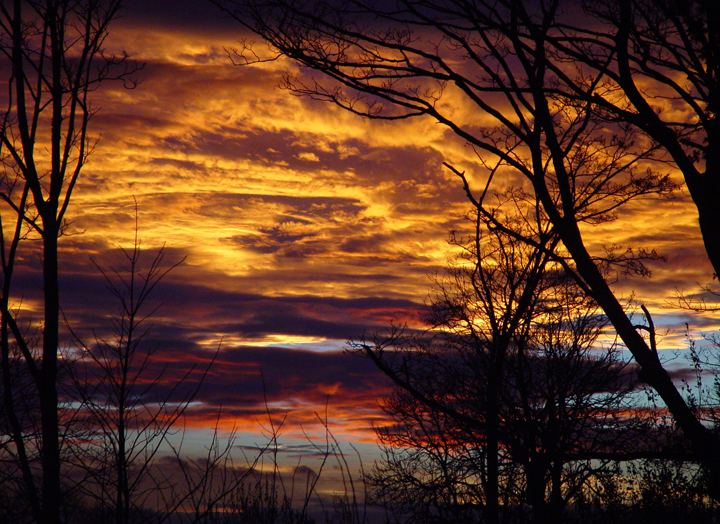 Sunset through the trees