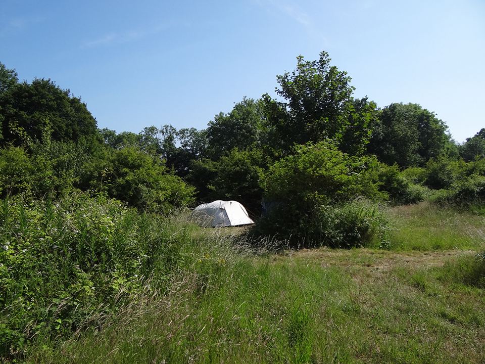 Tent screened by bushes