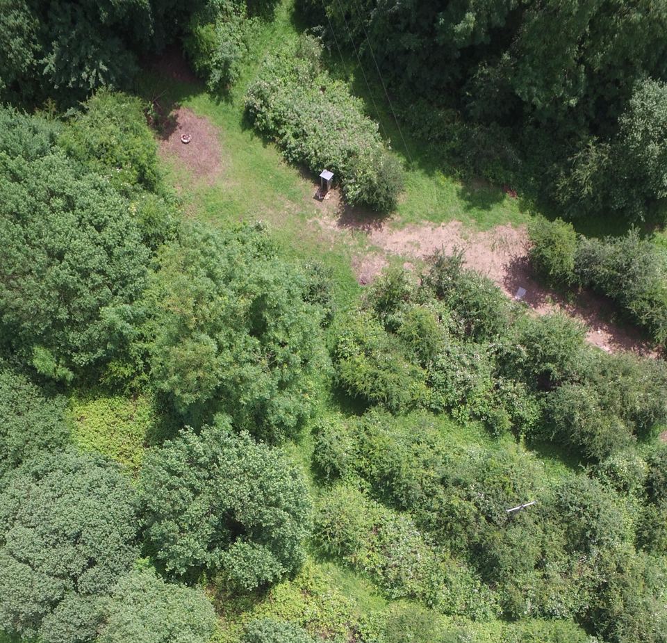 Scrub and trees from above