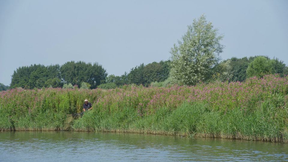 Reeds beside the water