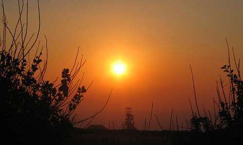 Sunset through the hedge