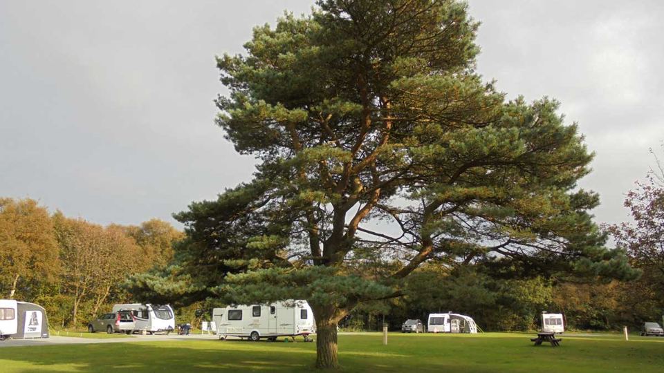 Pitches under a pine