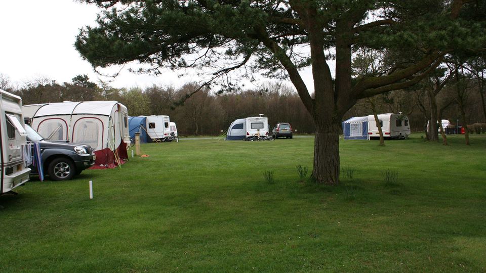 Grass pitches by the trees